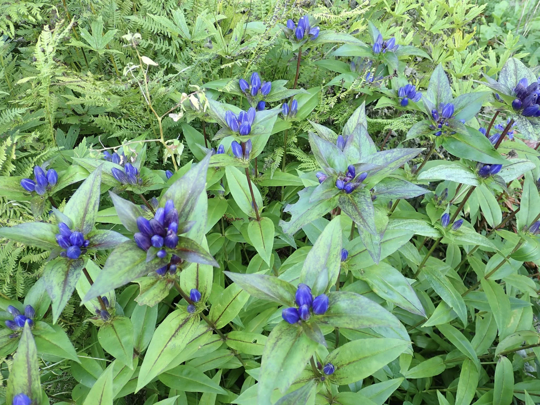 In the Shade: Gardening with Native Plants from the Woodland